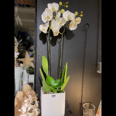 Phalaenopsis blanc