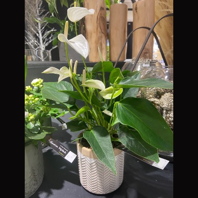 Anthurium blanc