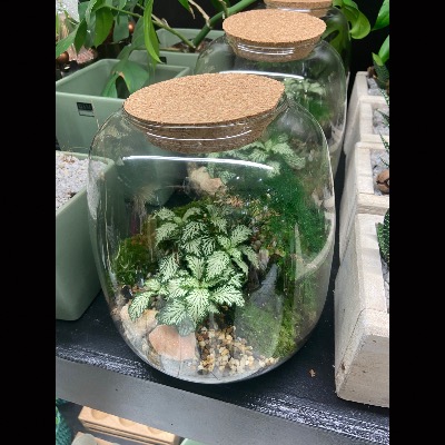 Terrarium 2 plante