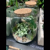 Terrarium 2 plante